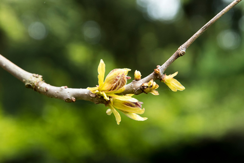 Sprouting in spring from Catalpa bignonioides 'Aurea'